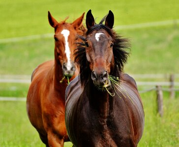 Stallion eat paddock