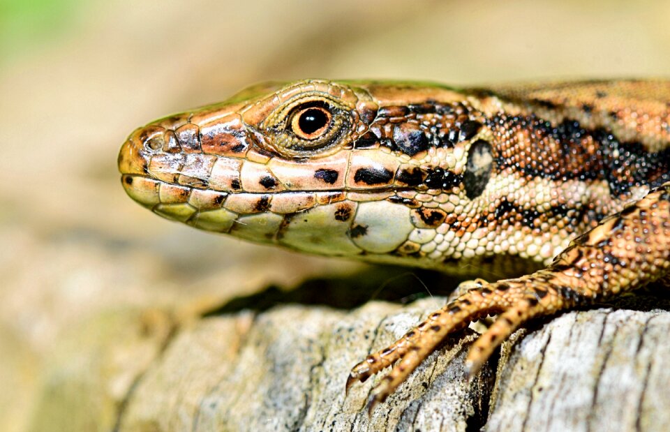 Reptile fauna macro