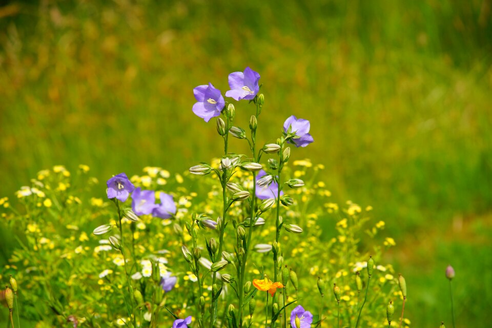 Blue flora nature photo