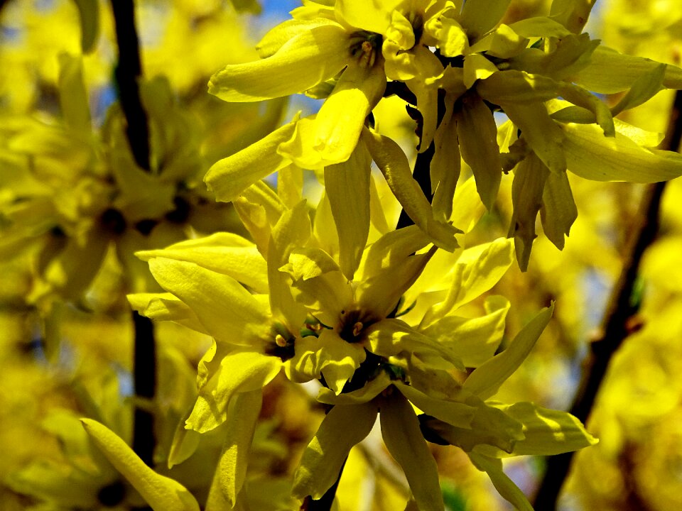 Spring golden bells gold lilac