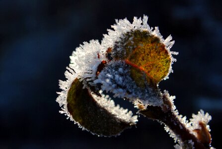 Hoarfrost eiskristalle cold