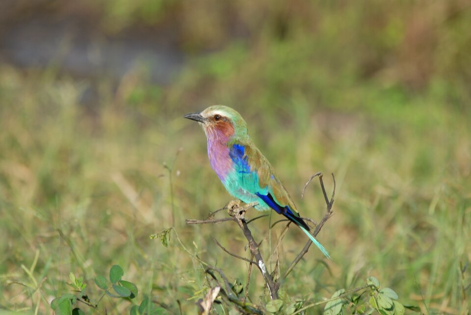Bee-eater europe green wings black beak