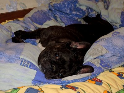 French Bulldog ru photo