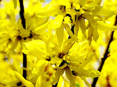 Spring golden bells gold lilac photo