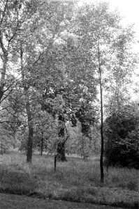 Fremontii, hoogte 8 à 9 meter, Bestanddeelnr 170-0495