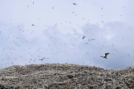 Gannets bass rock uk