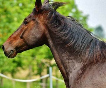 Eat paddock brown