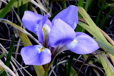 Flower blue plant photo