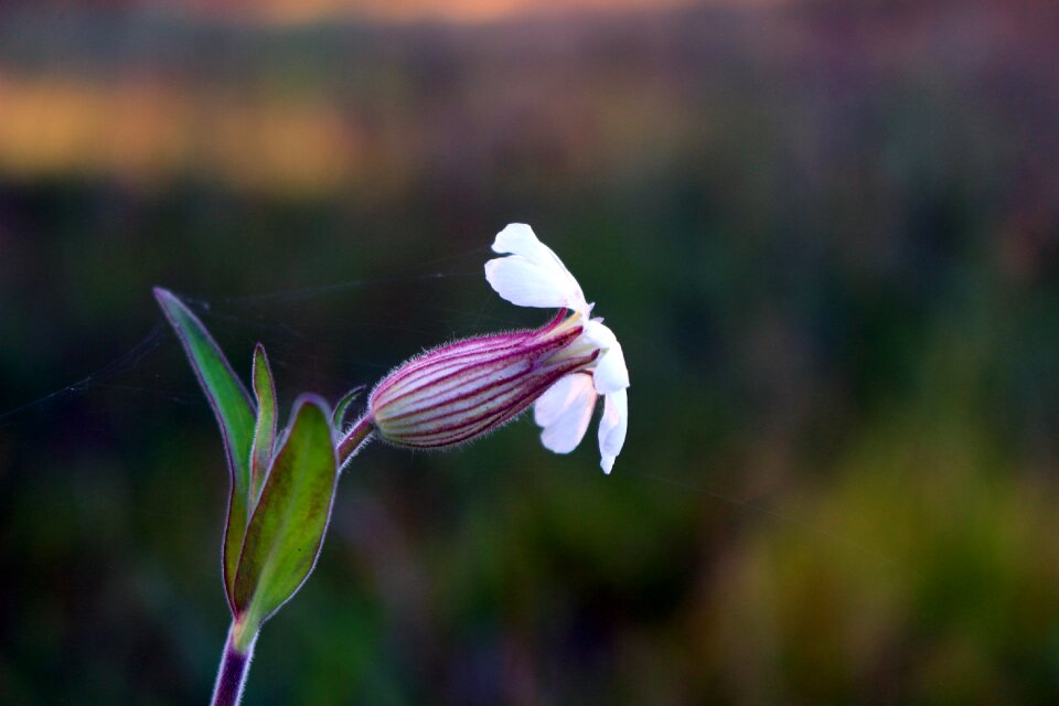 Meadow grass flower