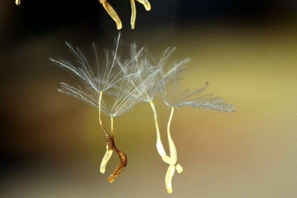 Macro nature pointed flower