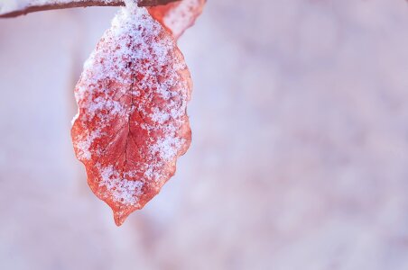 Dry frozen brown photo