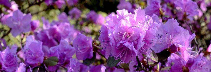 Flower spring purple photo