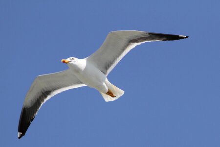 Sea large gull species photo