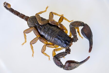 Arthropod arachnid european
