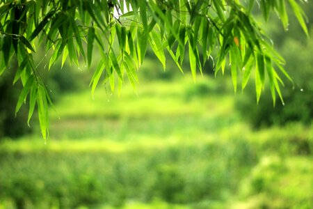 The scenery bamboo wallpaper