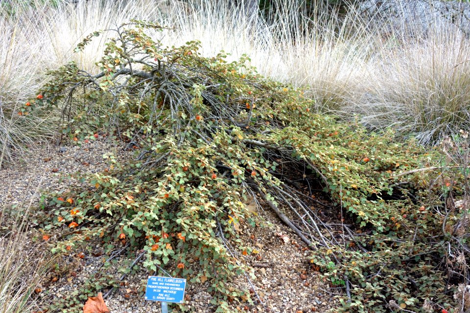 Fremontodendron californicum subsp. decumbens (Fremontodendron decumbens) - Regional Parks Botanic Garden, Berkeley, CA - DSC04339