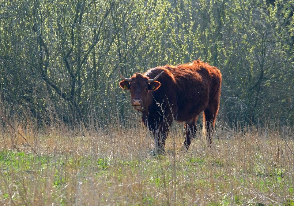 Free roaming cow in the river forelands of Bemmel