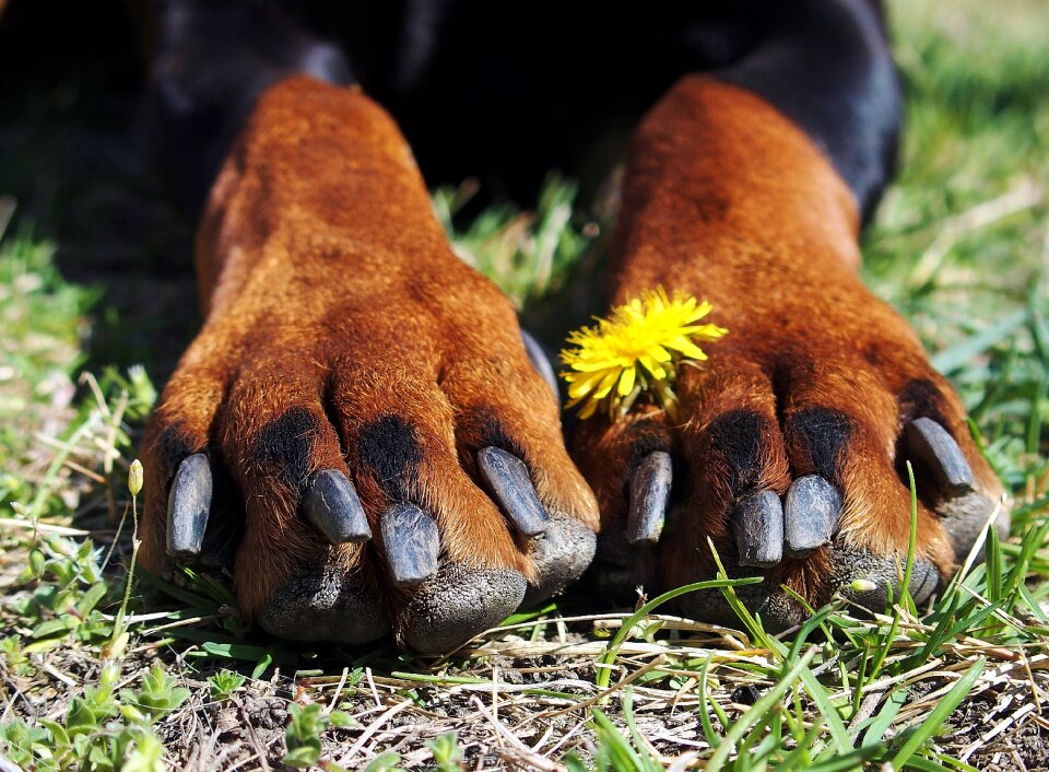 Paws claws flower