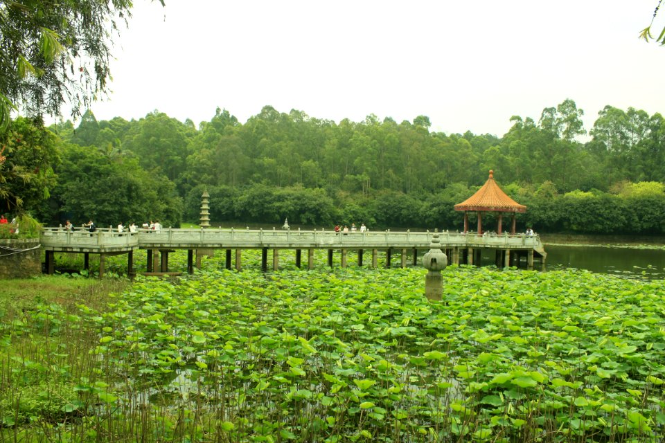 Free Life Pond, Nanhai Guanyin Temple, Foshan, Guangdong, China, picture5