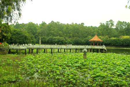 Free Life Pond, Nanhai Guanyin Temple, Foshan, Guangdong, China, picture5