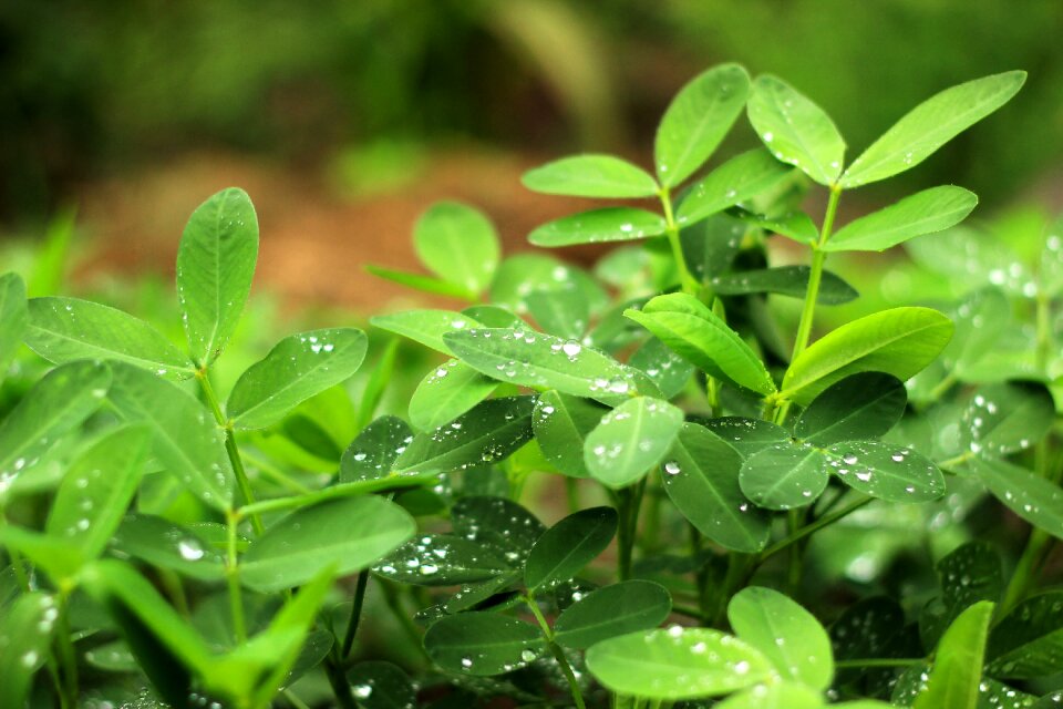 Peanut leaf wallpaper