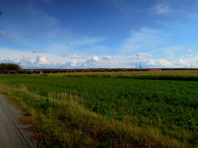 Freie Strecke der Bahnanlagen zwischen Radis und Gräfenhainichen mit Maisfeld im Vordergrund 2017
