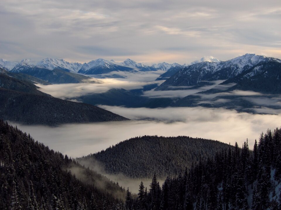 Mist countryside forest
