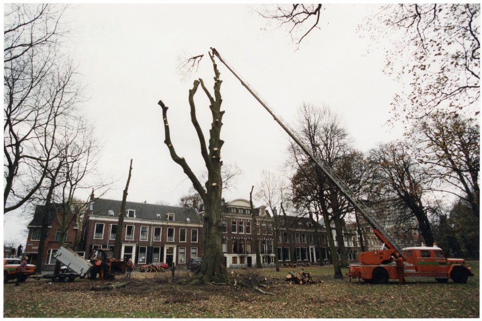 Frederiksparkverwijdering van beuk. NL-HlmNHA 54036379