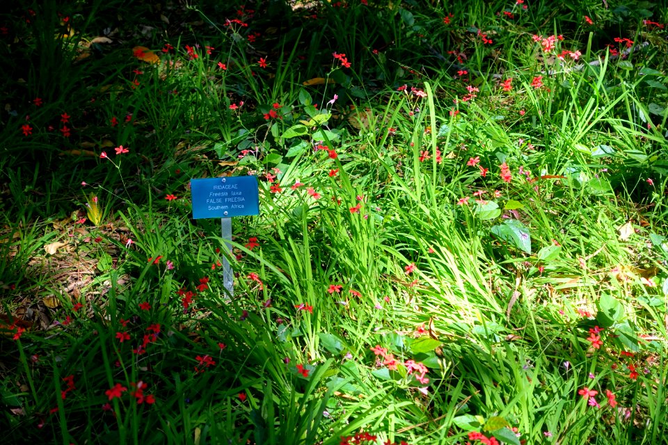 Freesia laxa - Mildred E. Mathias Botanical Garden - University of California, Los Angeles - DSC02687