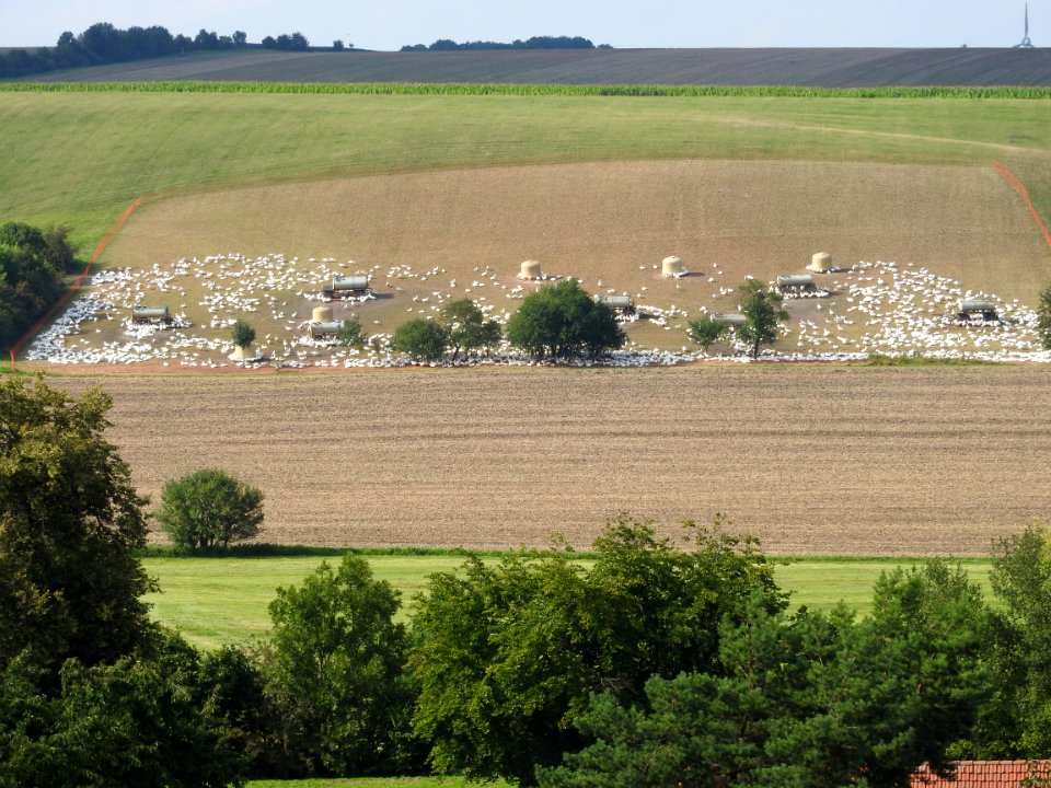 Free-range poultry Lehesten, Jena