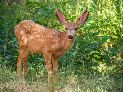 Baby portrait wild