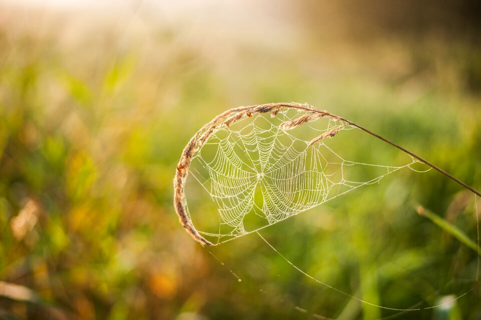 Transparent close up nature