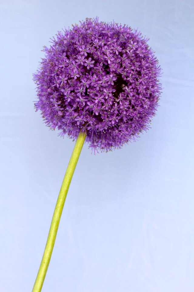 Flower close up blossom