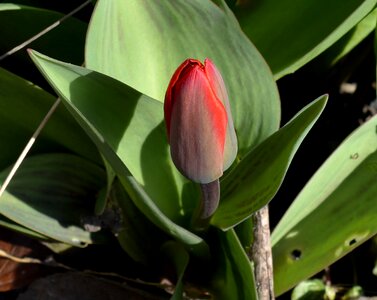 Red spring awakening garden