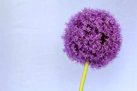 Flower close up blossom photo