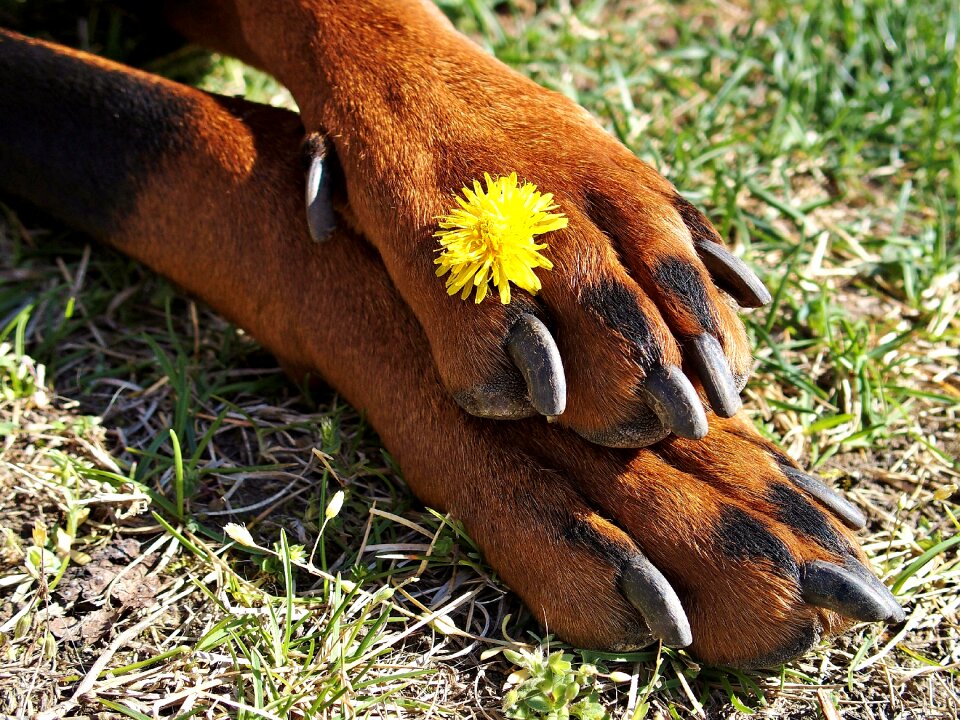 Paws claws flower