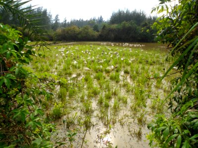 Free range geese in Hainan - 01