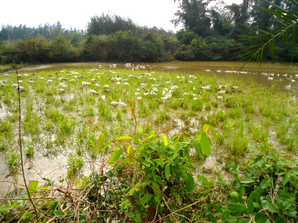 Free range geese in Hainan - 02