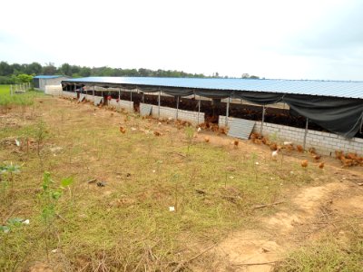 Free range chickens in Hainan, China - 01