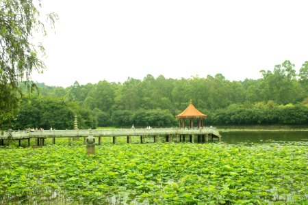 Free Life Pond, Nanhai Guanyin Temple, Foshan, Guangdong, China, picture7