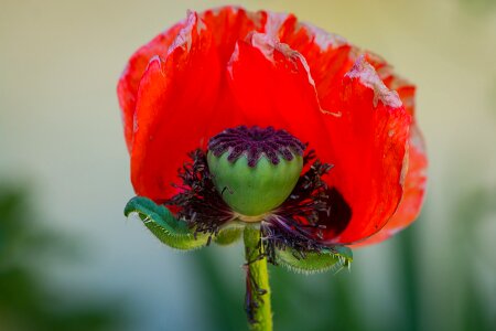 Red flower faded broken