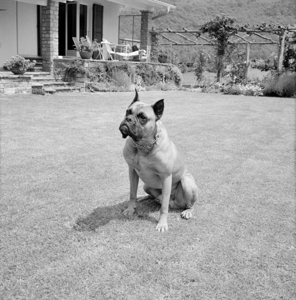 Frederic von Eugens hond Leo bij zijn huis in Losone (Tessin), Bestanddeelnr 254-5582