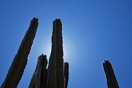 Plant blue desert