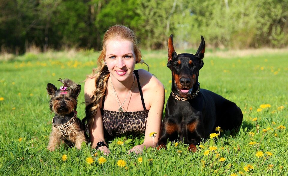 Friendship dogs field
