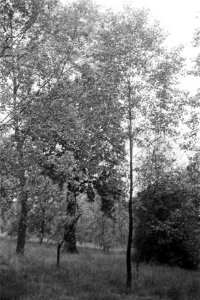 Fremontii, hoogte 8 à 9 meter, Bestanddeelnr 170-0494