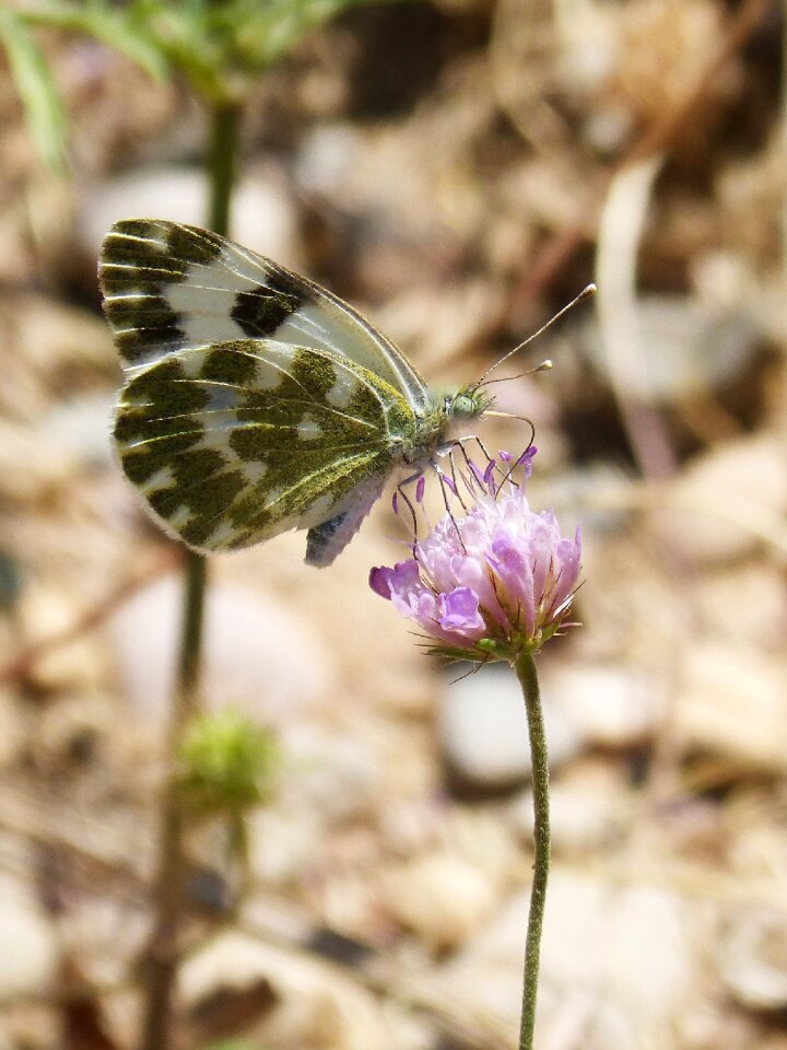 Blanquiverdosa wild flower libar