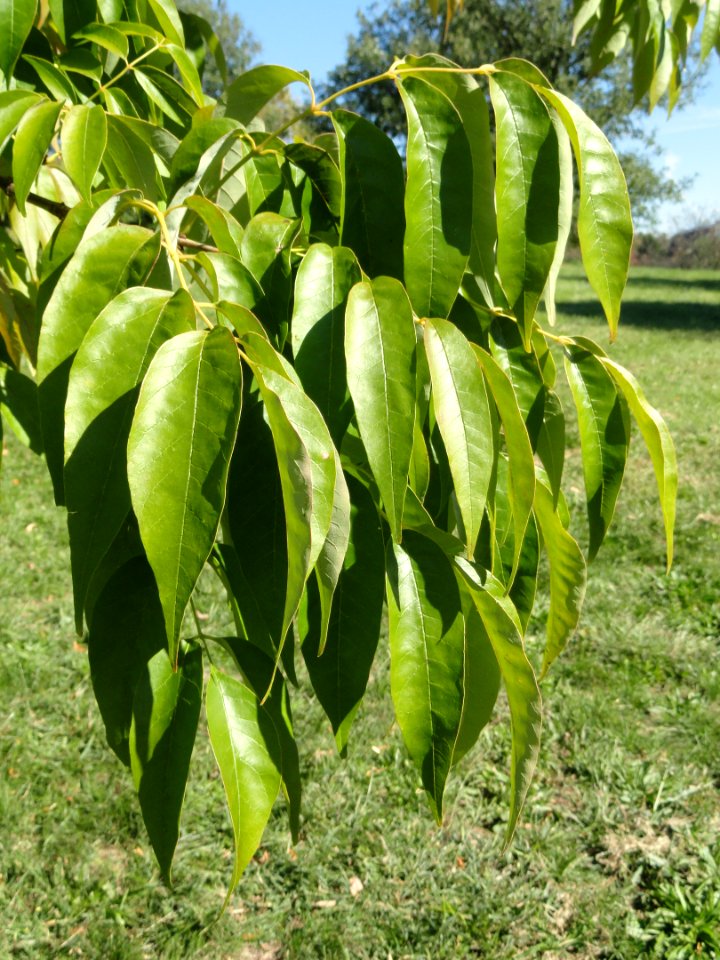 Fraxinus americana - University of Kentucky Arboretum - DSC09335