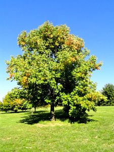 Fraxinus americana - University of Kentucky Arboretum - DSC09337