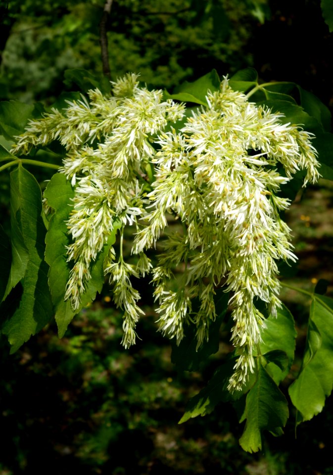 Fraxinus ornus - Morris Arboretum - DSC00376