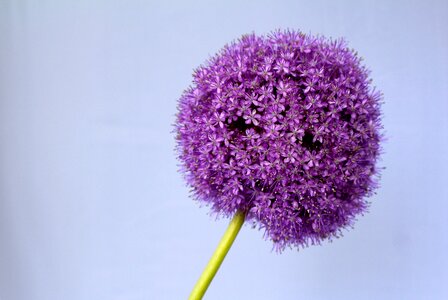 Flower close up blossom